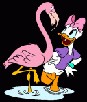 Daisy Duck12